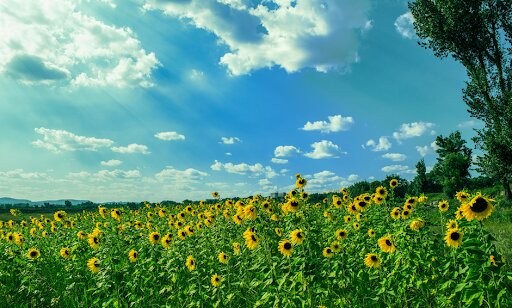 Summer-Wellness-Tips