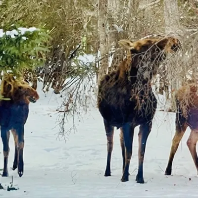 Saskatchewan