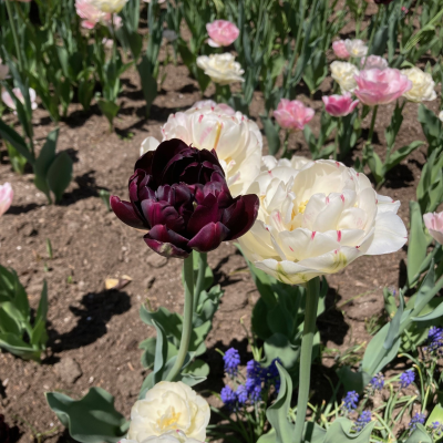 Black And White Peony Tulips