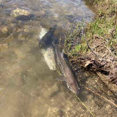 Fish Swimming In Clear Stream