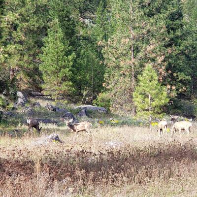 Deers