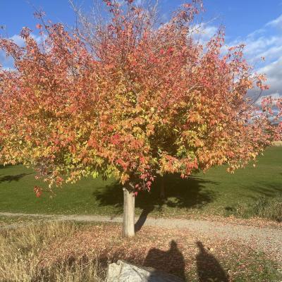 Fall Colors Vernon 