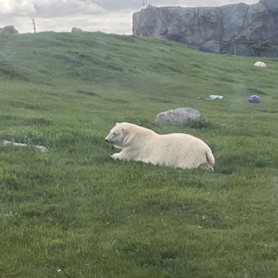 Manitoba Zoo Assiniboine Polar Bear 2