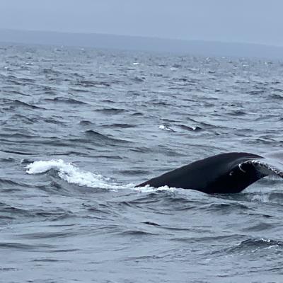 Whale Tail Fluke Diving